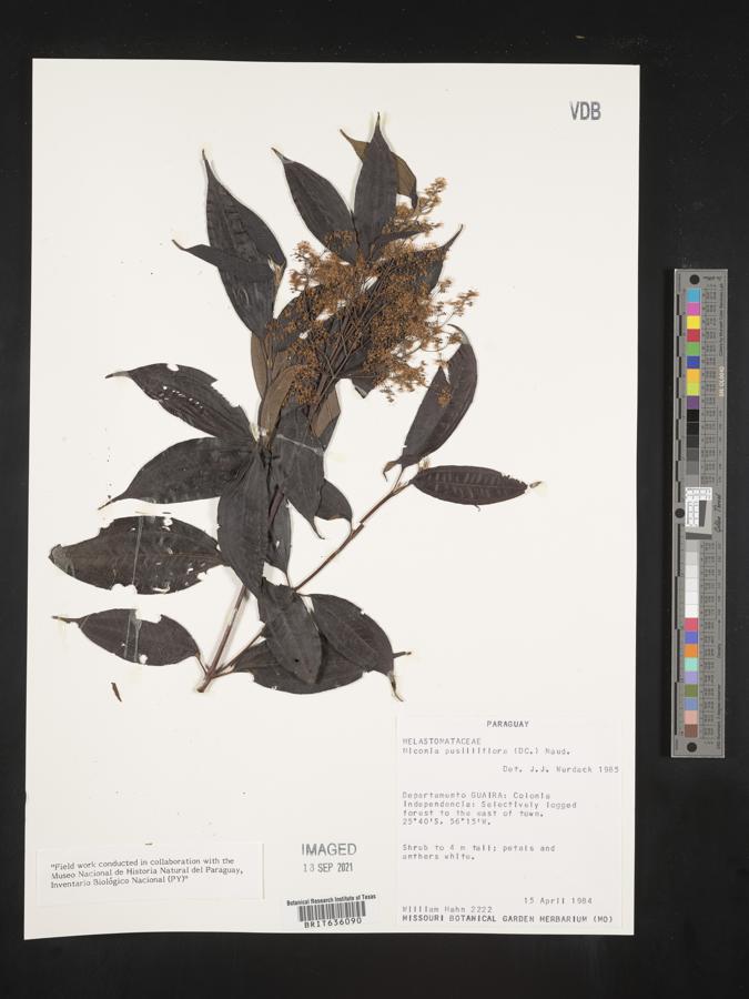 Miconia pusilliflora image