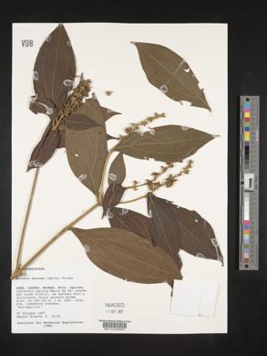 Miconia nervosa image