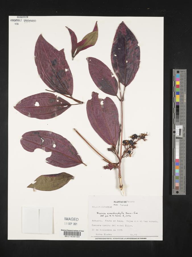 Miconia oinochrophylla image