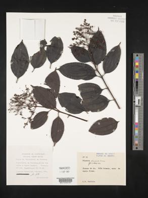 Miconia phaeophylla image