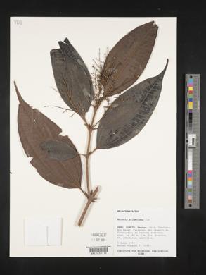 Miconia dolichorrhyncha image