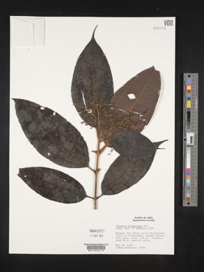 Miconia dolichorrhyncha image