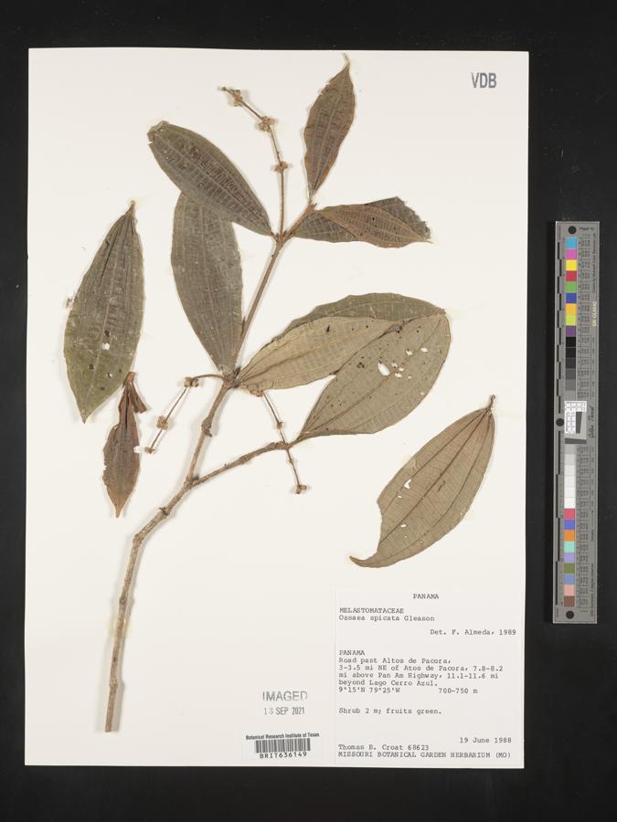 Miconia spiciformis image