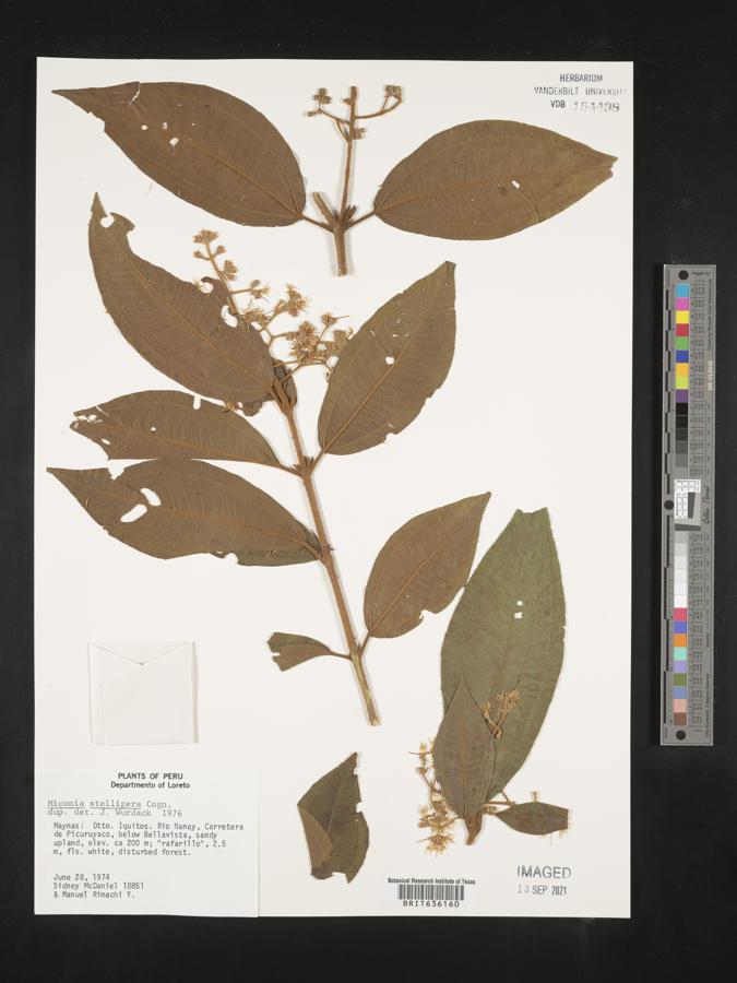 Miconia stelligera image