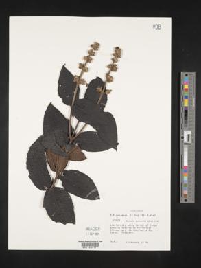 Miconia rufescens image