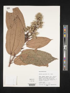 Miconia serrulata image