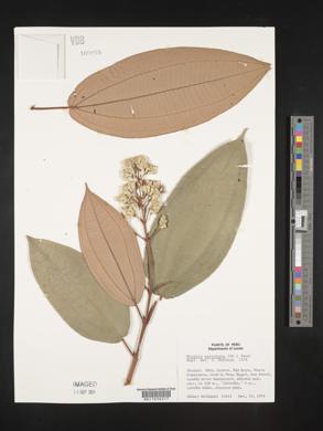 Miconia serrulata image