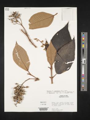 Miconia serrulata image