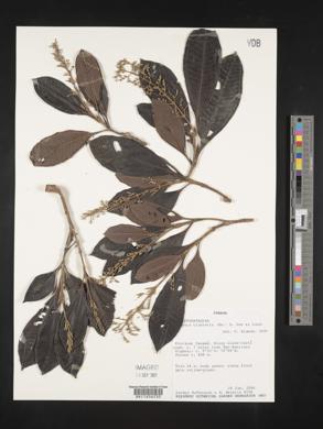 Miconia trinervia image