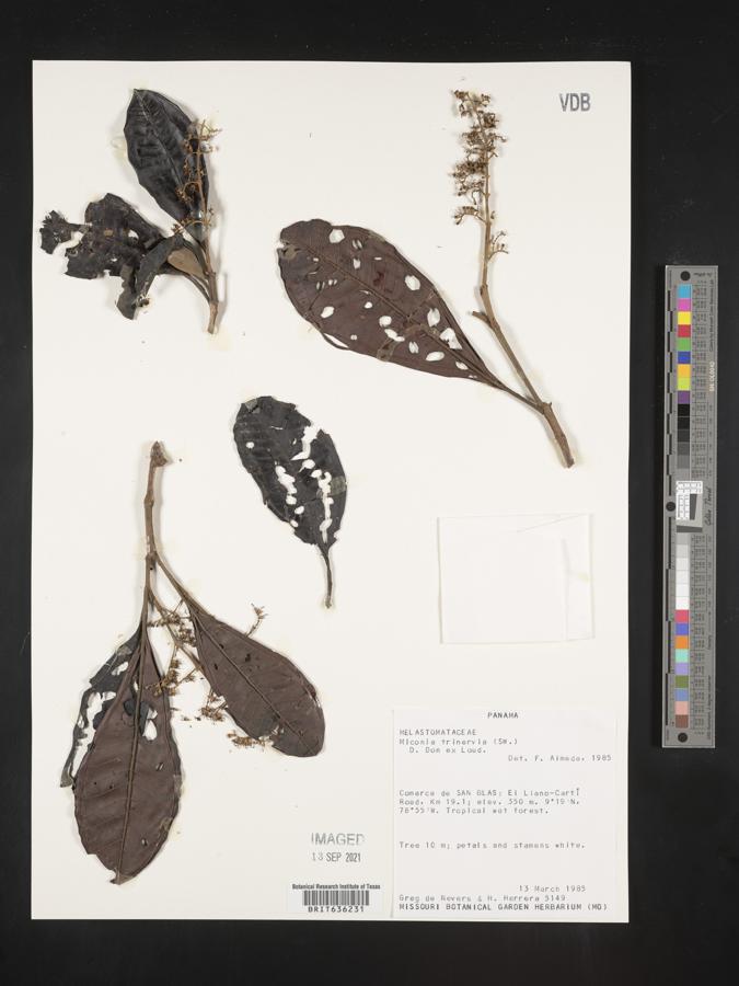 Miconia trinervia image