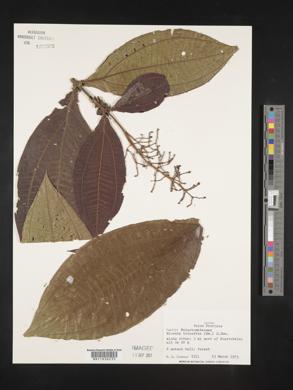 Miconia trinervia image