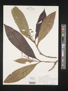 Miconia trinervia image