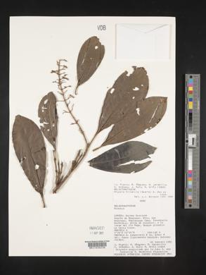 Miconia trinervia image