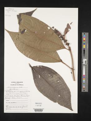 Miconia triplinervis image