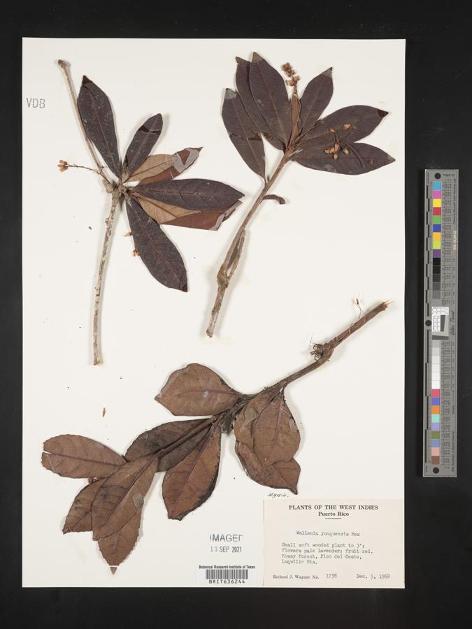 Wallenia yunquensis image