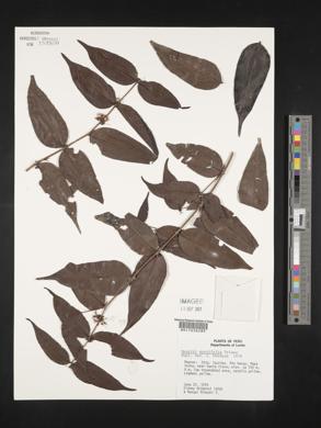 Mouriri myrtifolia image