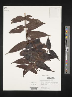 Mouriri myrtifolia image