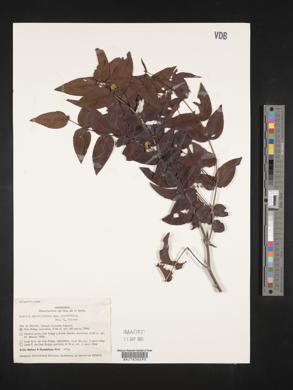 Mouriri myrtilloides subsp. parvifolia image