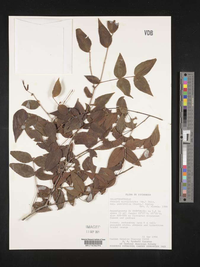 Mouriri myrtilloides subsp. parvifolia image