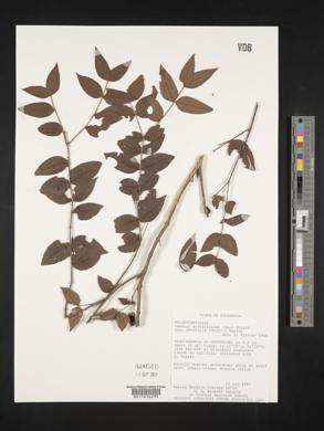 Mouriri myrtilloides subsp. parvifolia image