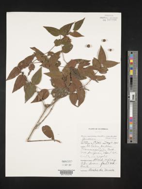 Mouriri myrtilloides subsp. parvifolia image