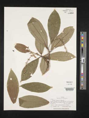 Miconia spiciformis image