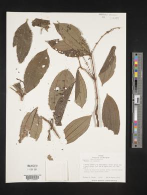 Miconia spiciformis image