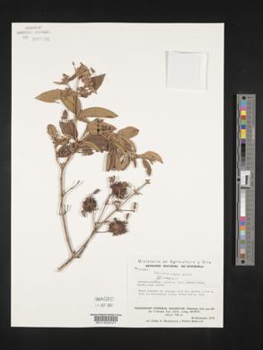 Tibouchina aspera image