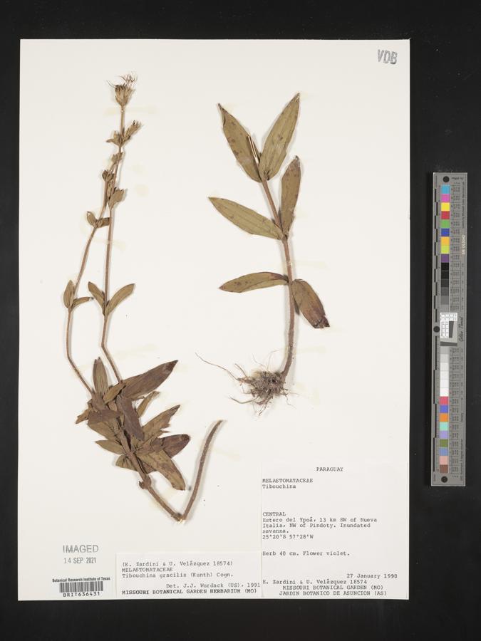 Tibouchina gracilis image