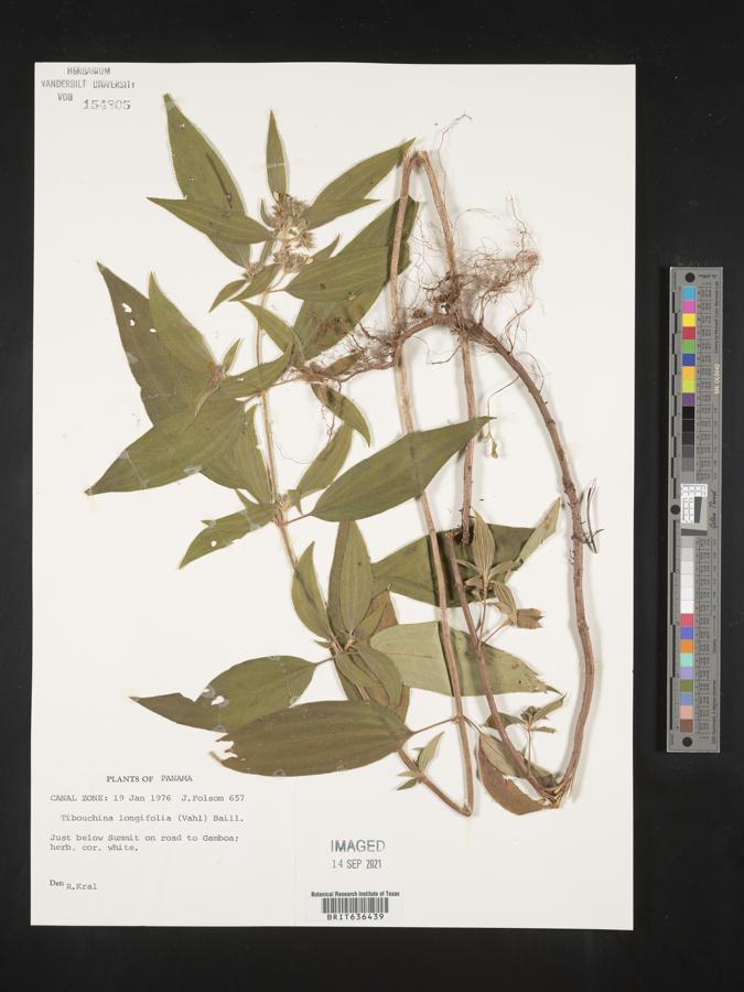 Tibouchina longifolia image