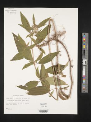 Tibouchina longifolia image