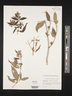 Tibouchina longifolia image