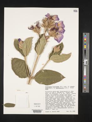 Tibouchina urvilleana image