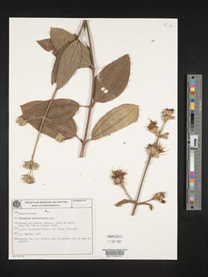 Tibouchina verticillaris image