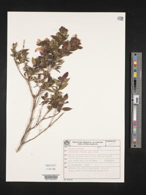 Image of Tibouchina reitzii