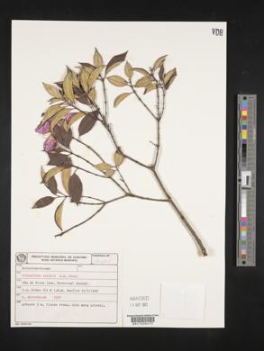 Tibouchina reitzii image