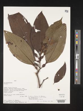 Tococa guianensis image