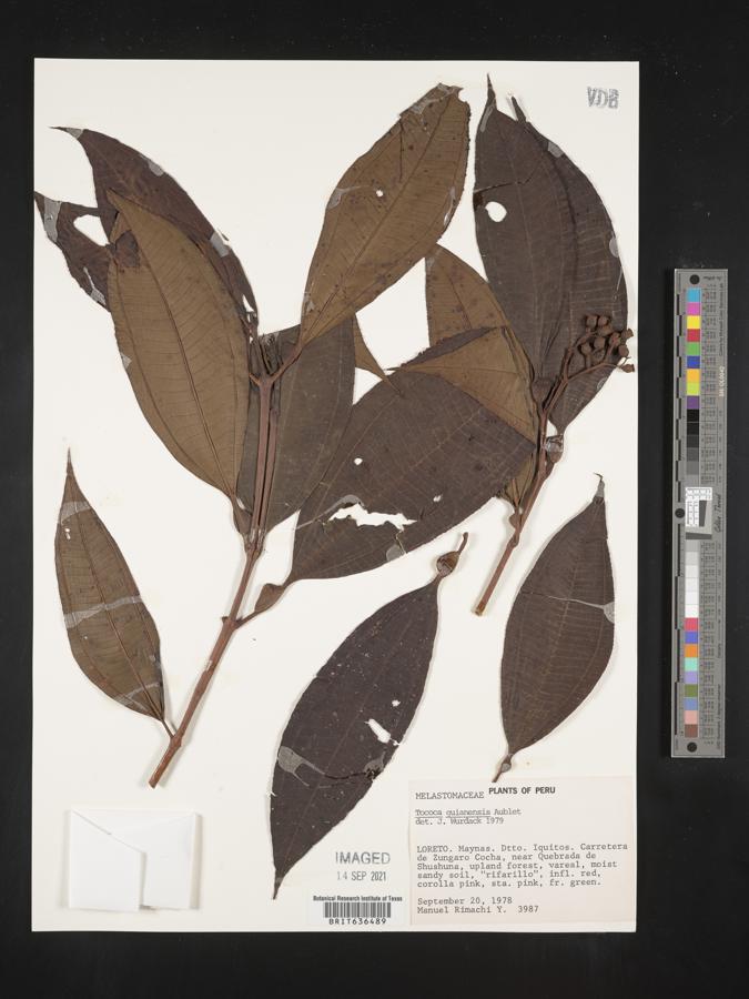 Tococa guianensis image