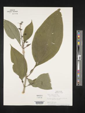 Tococa guianensis image