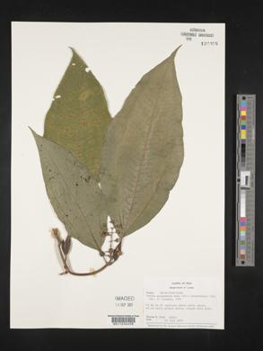 Tococa guianensis image