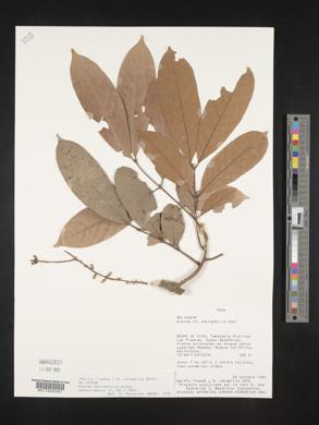 Guarea macrophylla image