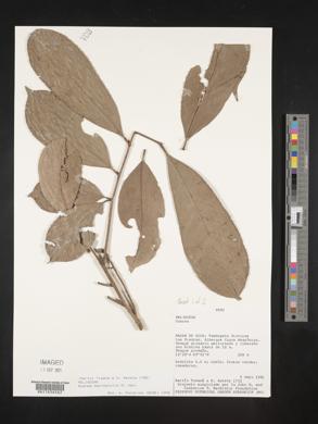 Guarea macrophylla image