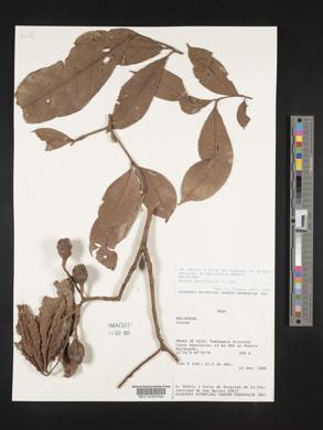 Guarea macrophylla image