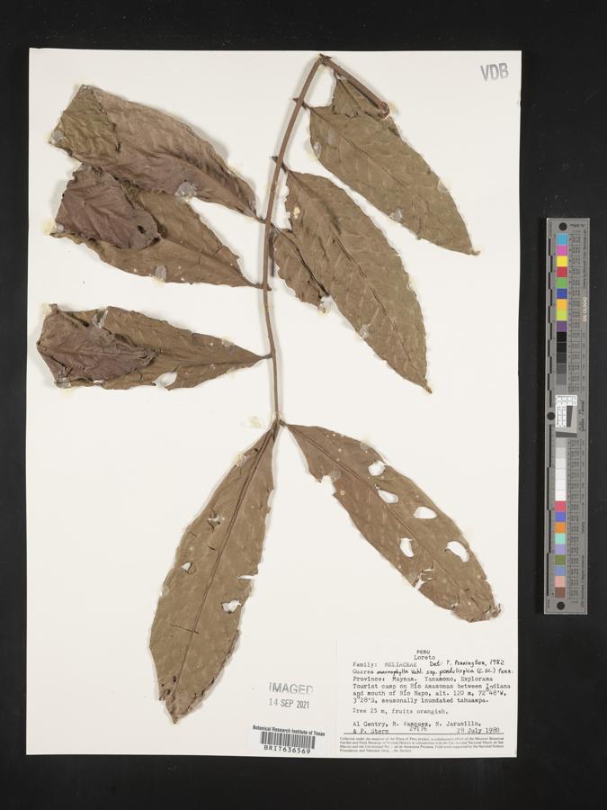 Guarea macrophylla subsp. pendulispica image