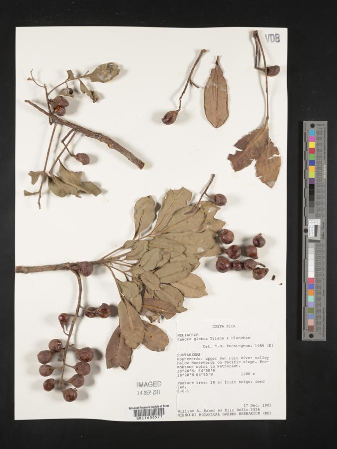 Ruagea image
