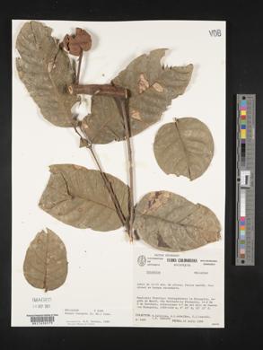 Ruagea insignis image