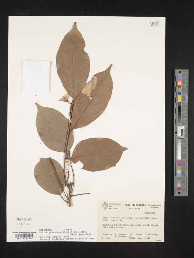 Guarea pubescens image