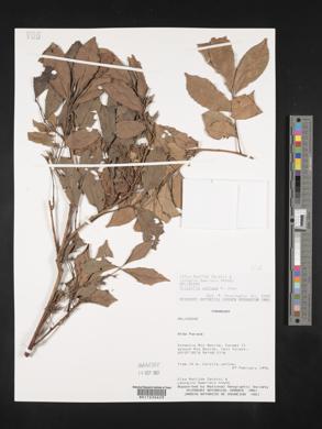 Trichilia catigua image
