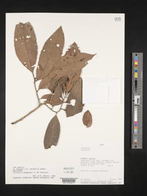 Trichilia poeppigii image