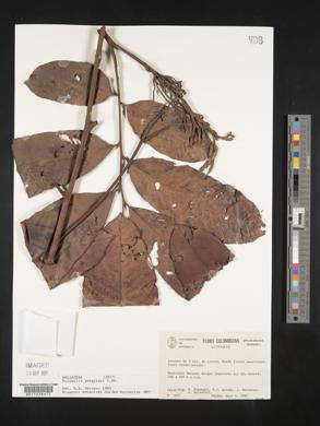 Trichilia poeppigii image